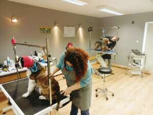 Clare’s Dog Grooming Service and School Special Offers