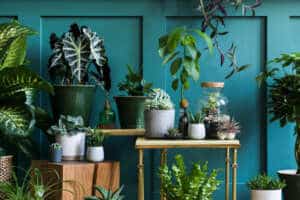 Give the Gift of Green this Christmas: The Top 10 Houseplants to Give