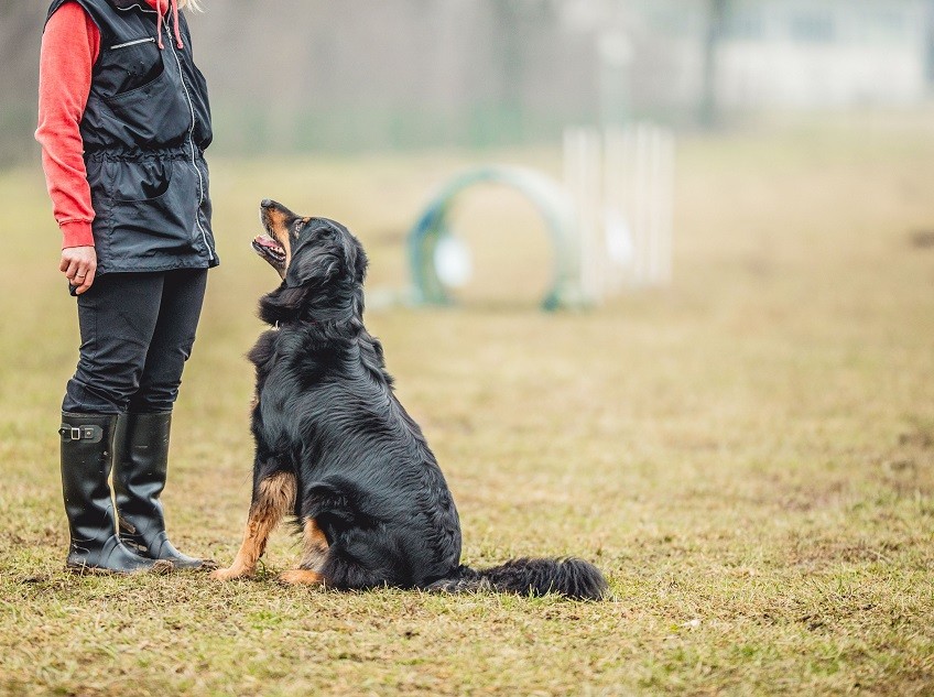 Dog Training courses