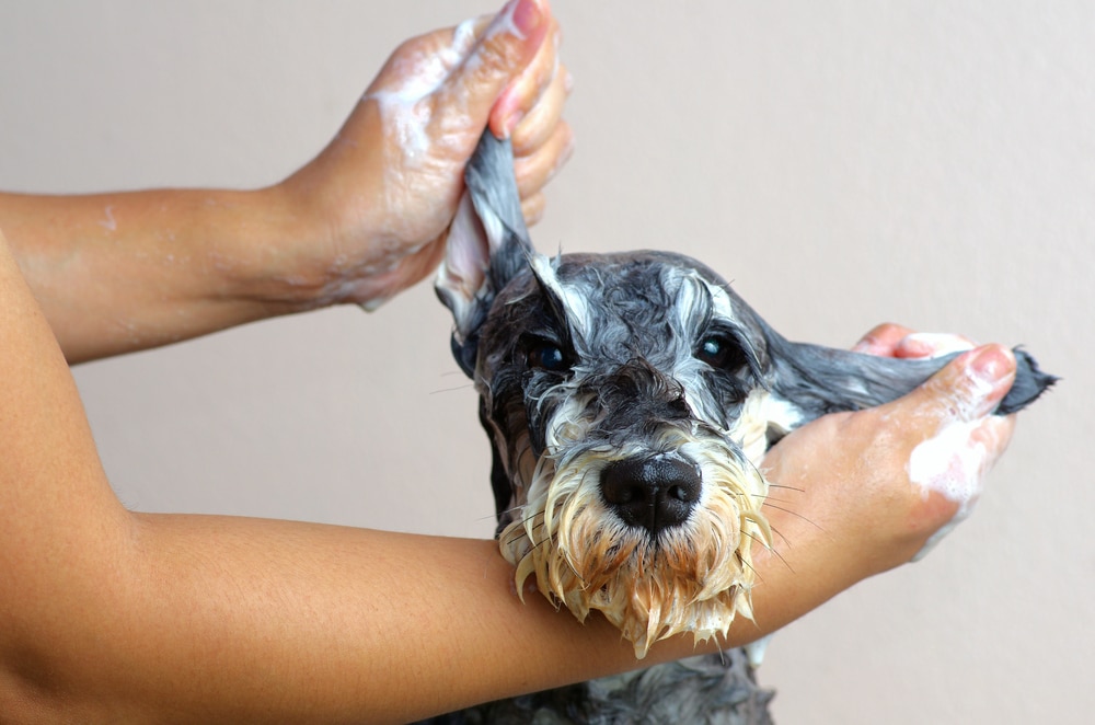 Give Your Dog the VIP Treatment - Why Professional Grooming Matters