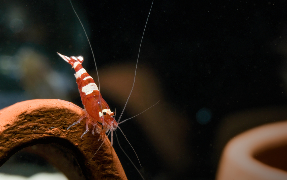 Buglife Bug Photography Awards&nbsp;Winners&nbsp;